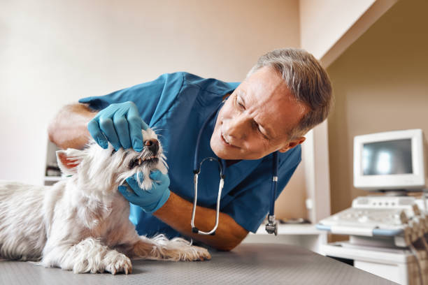 Best Emergency Dentist for Knocked-Out Tooth in Magna, UT